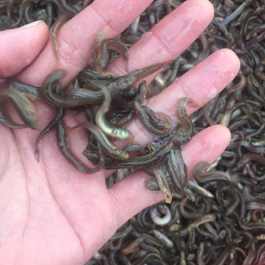 泥鳅苗泥鳅苗泥鳅水花活体鱼苗批发