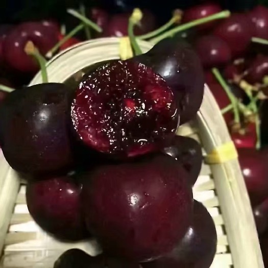 泰安吉塞拉樱桃苗 矮化密植早熟樱桃苗2