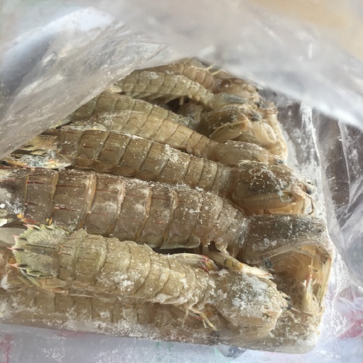 连云港皮皮虾