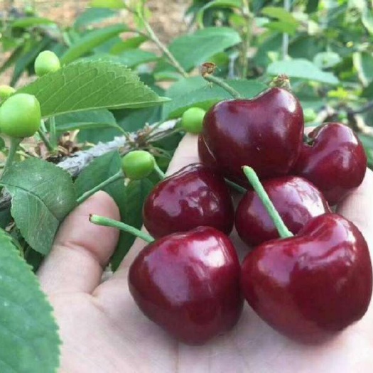 苍溪县美早苗  美早俄8红灯车厘子大樱桃树苗