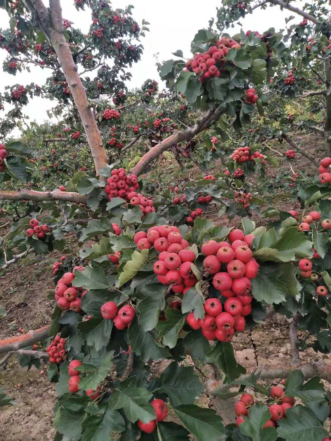 大金星山楂树苗