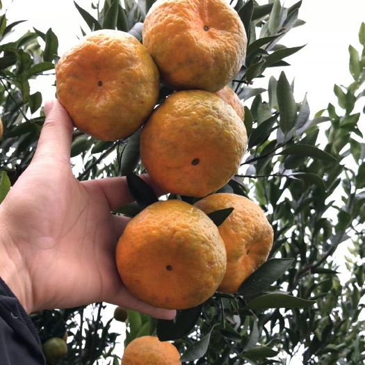 绵阳椪柑 地头通货