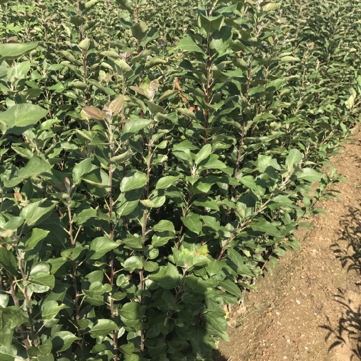 泰安柱状苹果苗 1~1.5米