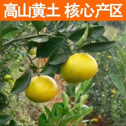南平福建建阳桔柚新鲜水果甜橘柚当季孕妇桔子