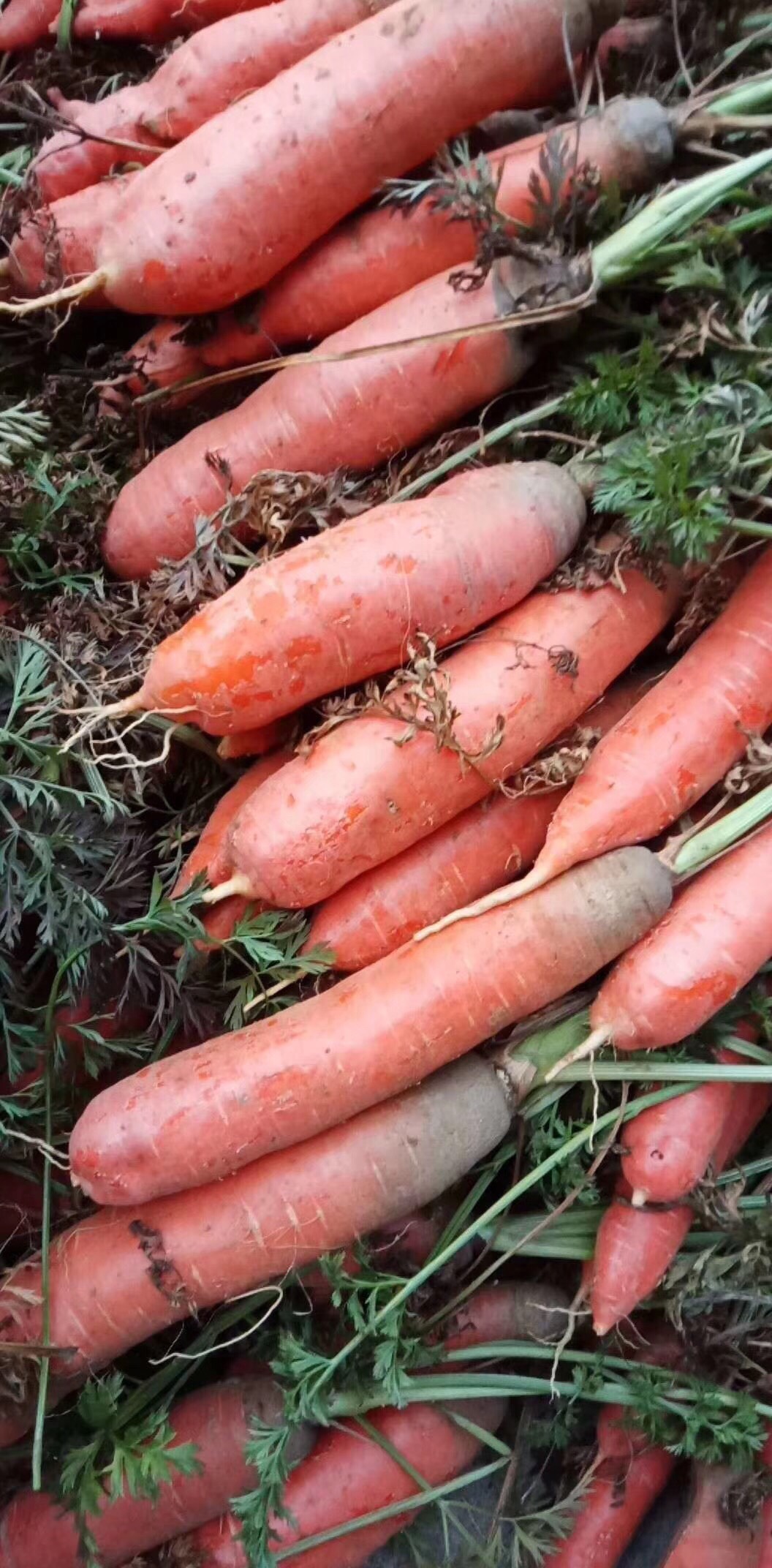 供应大厅 蔬菜 胡萝卜 商品属性 品种名:长红胡萝卜 商品详情 产区