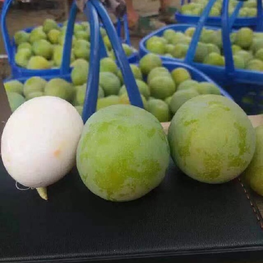 成都蜂糖李树苗