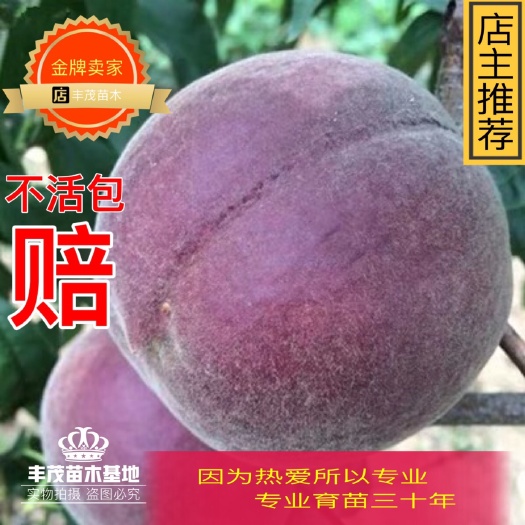 平邑县 桃树苗黑桃树苗新品推荐根系好苗情壮嫁接苗基地直发快递包邮