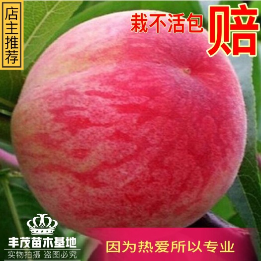 平邑县 桃树苗早熟品种春雪血桃根系好嫁接苗现挖现卖快递包邮