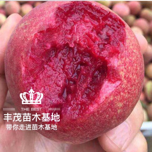 平邑县 桃树苗新品血桃苗根系好现挖现卖快递包邮