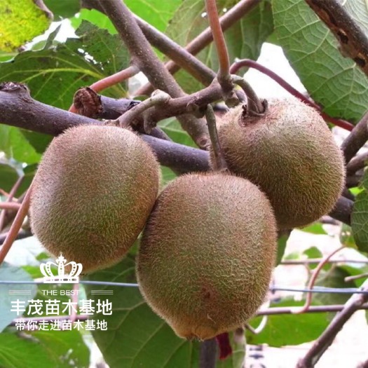 平邑县 猕猴桃苗红心猕猴桃苗根系发达苗情粗壮现挖现卖快递包邮