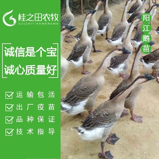 南宁 纯种 阳江鹅苗 马岗杂鹅苗 可养十斤左右