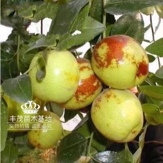 平邑县 枣树苗沾化冬枣根系强大苗情粗壮现挖现卖快递包邮基地直发