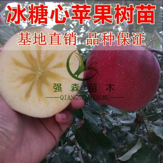 平邑县冰糖心苹果苗 1~1.5米