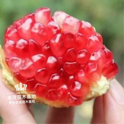平邑县蒙阳红石榴苗 石榴苗蒙阳红软籽石榴根系好基地直发