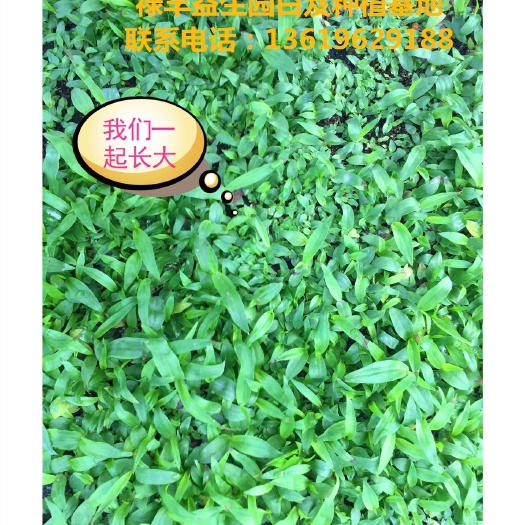 安宁市紫花白芨直播苗 基地直销