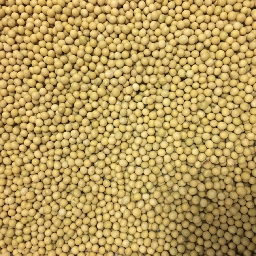 富锦市黑龙江大豆 生大豆 1等品 