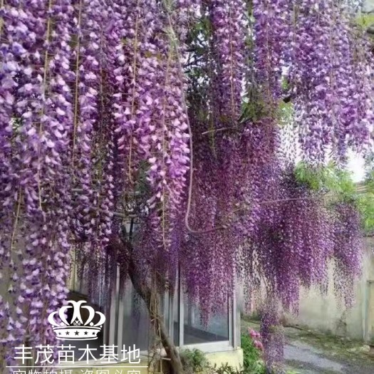 平邑县 紫藤苗蓝月亮紫藤紫水晶紫藤丰花紫藤苗根系好基地直发量大更优