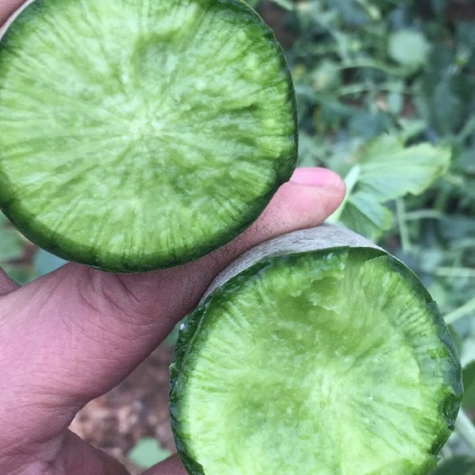 壽光市青皮蘿卜 混裝通貨