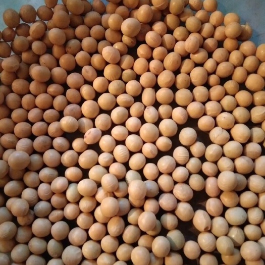 黑龙江大豆 豆腐 腐竹专用