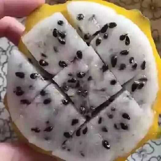 灵山县黄皮火龙果苗
