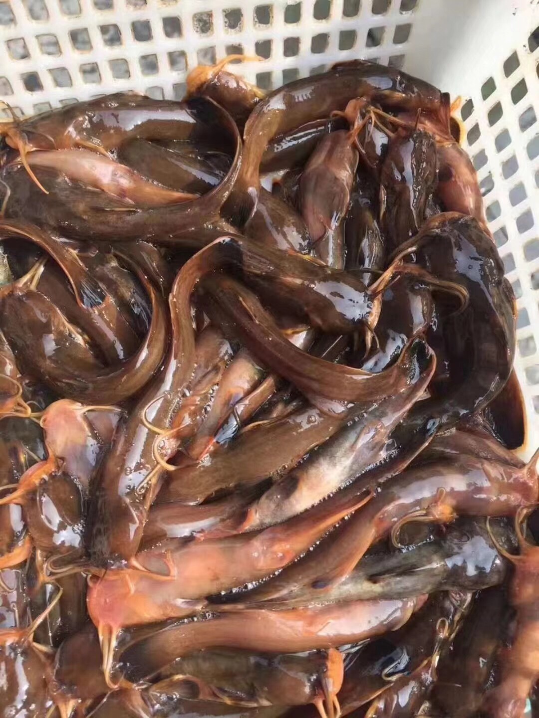水蜂子鱼  疯子鱼常年供货