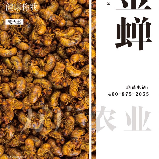 东营金蝉