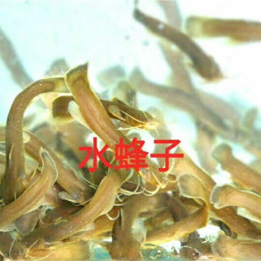 襄樊水蜂子鱼  疯子鱼常年供货