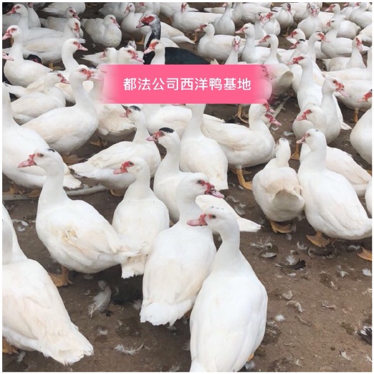 南宁西洋鸭苗