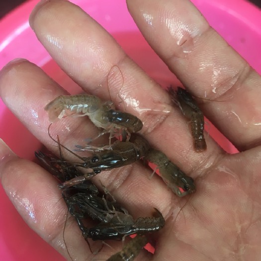 博罗县国产小龙虾苗