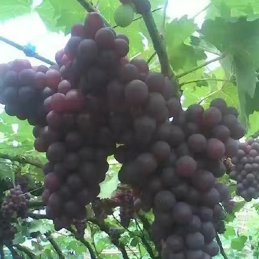 泰安夏黑葡萄苗 巨峰葡萄 皇家秋天