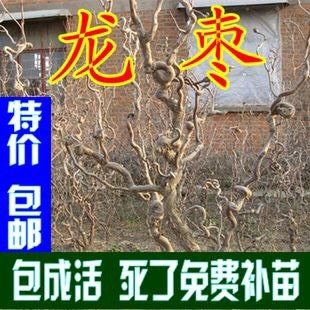 平邑县龙须枣苗