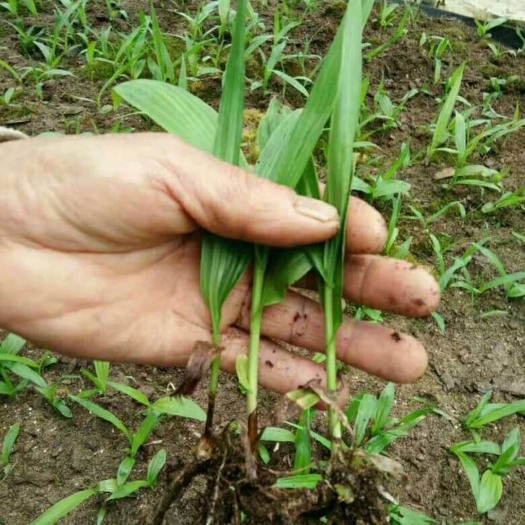 马关县白芨苗  纯紫花三叉大白芨种苗宽叶品种 提供种植教程