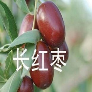平邑县长红枣苗