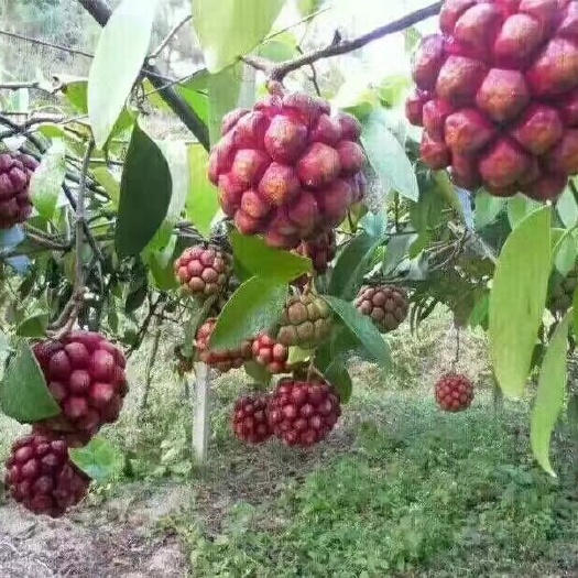 灵山县粉红黑老虎苗