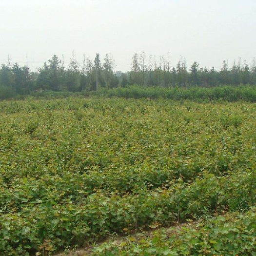 平邑县红枣苗