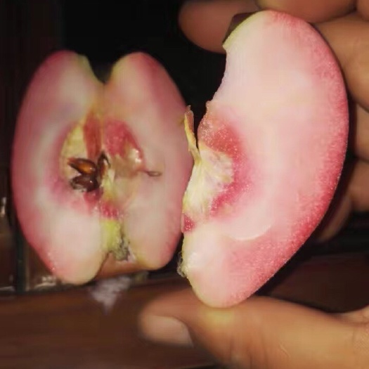 泰安红肉苹果树苗 