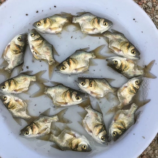 四会市缩骨鳙鱼苗