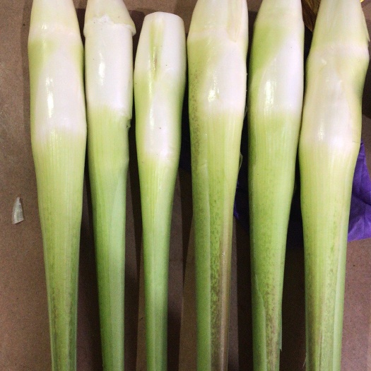 漳州双季茭白 25-35cm