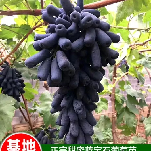 沭阳县蓝宝石葡萄苗 