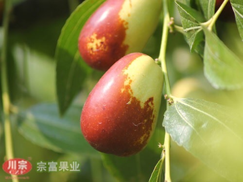 成都贵妃枣苗