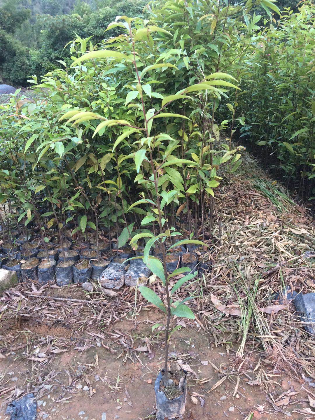 广州红椎种子 50公分高袋苗