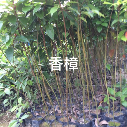 广州樟树苗 50公分高香樟袋苗