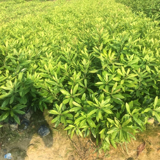 杨梅实生苗 杨梅苗