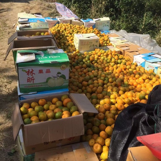 霞浦县自己家种植的芦柑，欢迎各位老板们前来收购