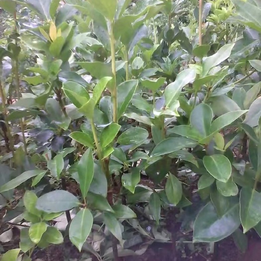 广州八角树