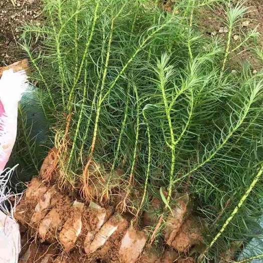 广州杉木树苗