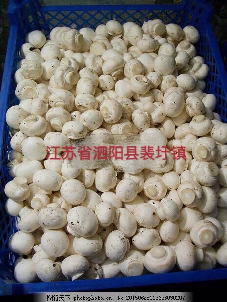 泗阳县蘑菇