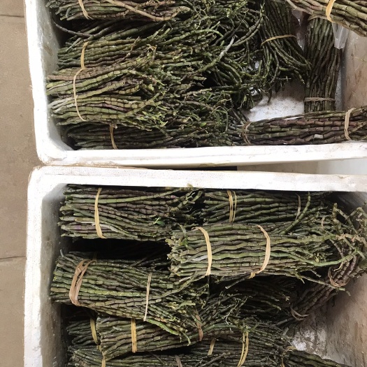 文山市铁皮石斛  正宗鲜条 颜色翠绿 胶质饱满丰厚 当天采摘当天
