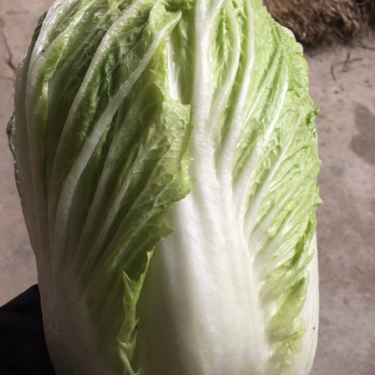 青杂三号白菜 3~6斤 毛菜 
