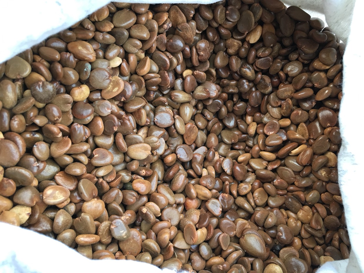 通道侗族自治县黑老虎种子  优质的，粒粒饱满，发芽率高，长期提供技术指导，包邮